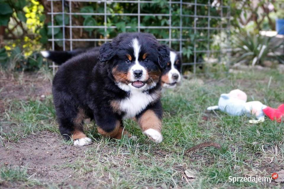 berneński pies pasterski zkwp Rogoźnik