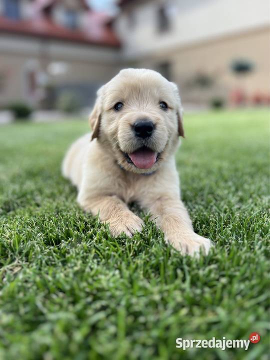 Golden Retriever kremowy samiec do odbioru Zwierzęta Radom sprzedam