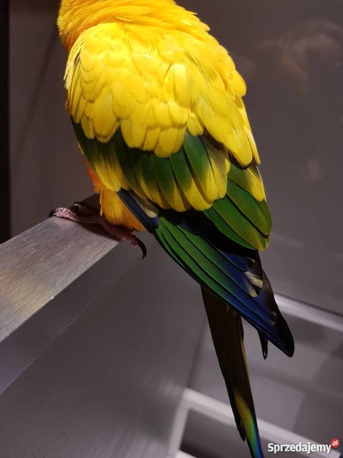 Konura słoneczna 3 letnia ręcznie karmiona Gorzów Wielkopolski