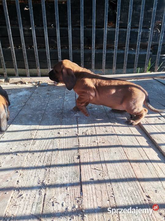 Posokowiec bawarski szczenięta podkarpackie