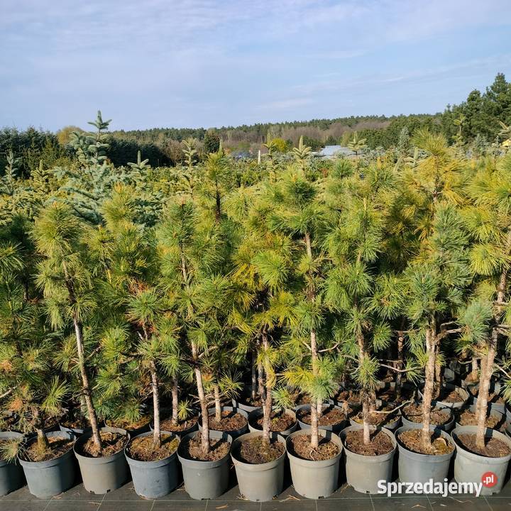 Sosna kosodrzewina pumillio czarna limba Jelitów