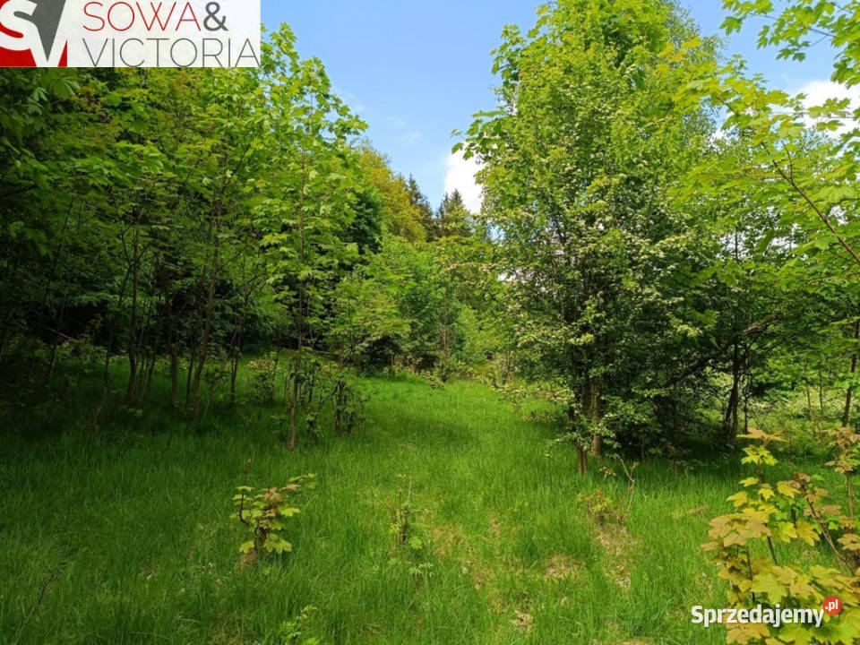 Widok na góry piękny drzewostan lesie asfalt dolnośląskie Jedlina-Zdrój