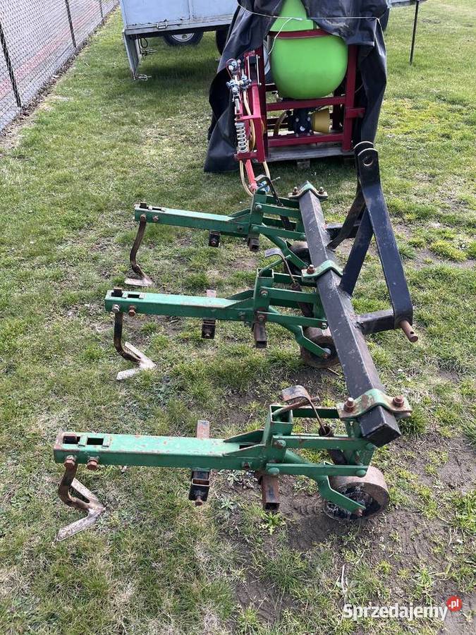 Pielacz lubelskie sprzedam