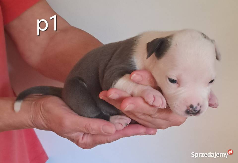 Amstaff zkwp fci BLUE piesek Koziegłowy