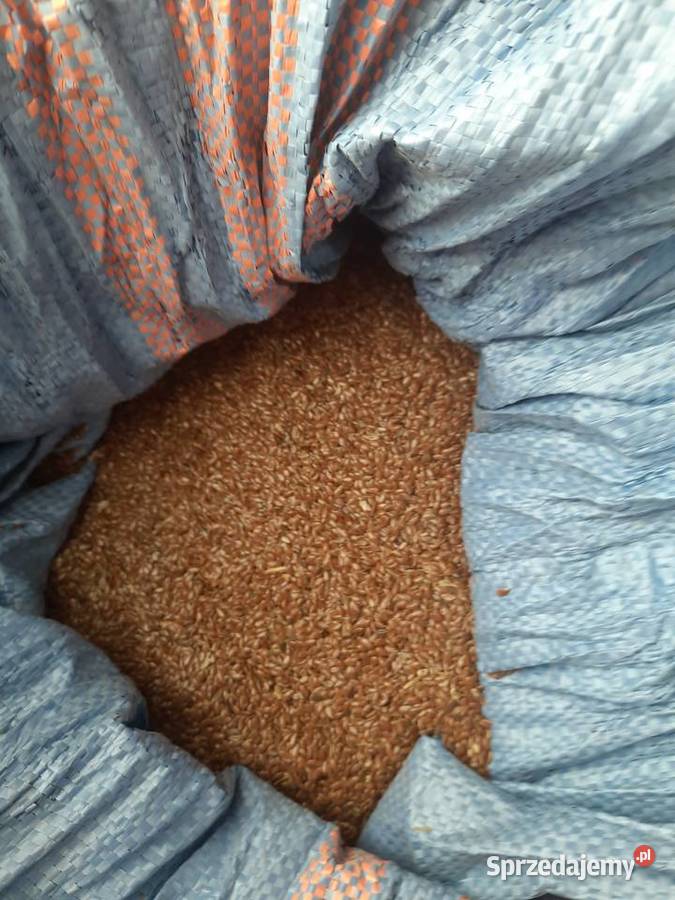 Siemie lniane lubelskie Wojsławice