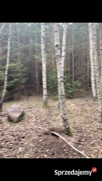 Działka leśna o powierzchni 236 ha prywatny las dolnośląskie sprzedam