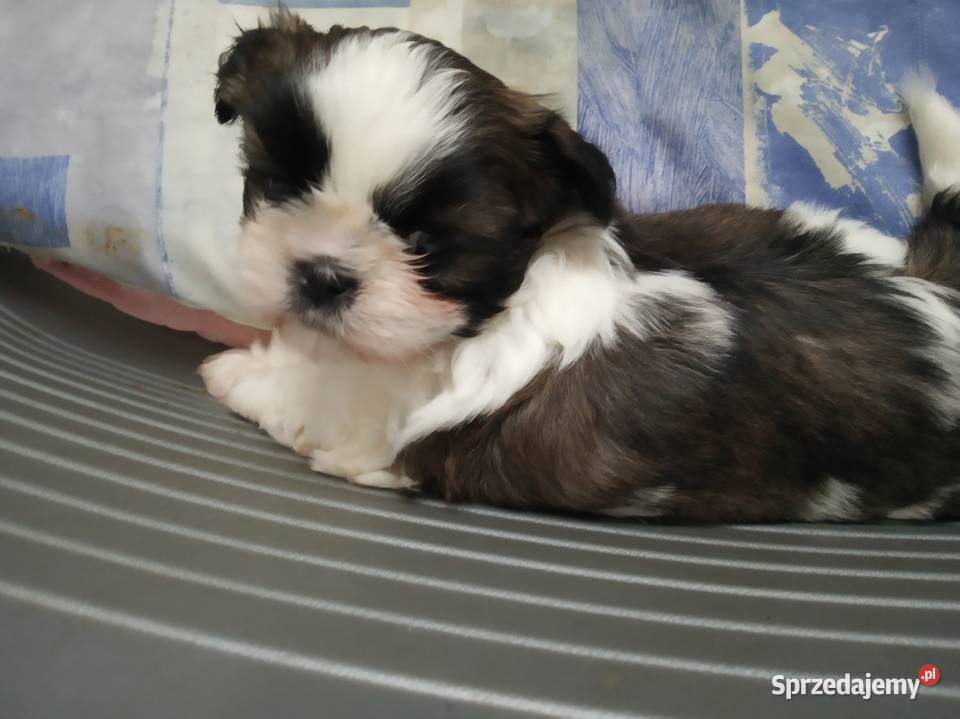 Sprzedam pieski shihtzu Dobrzany