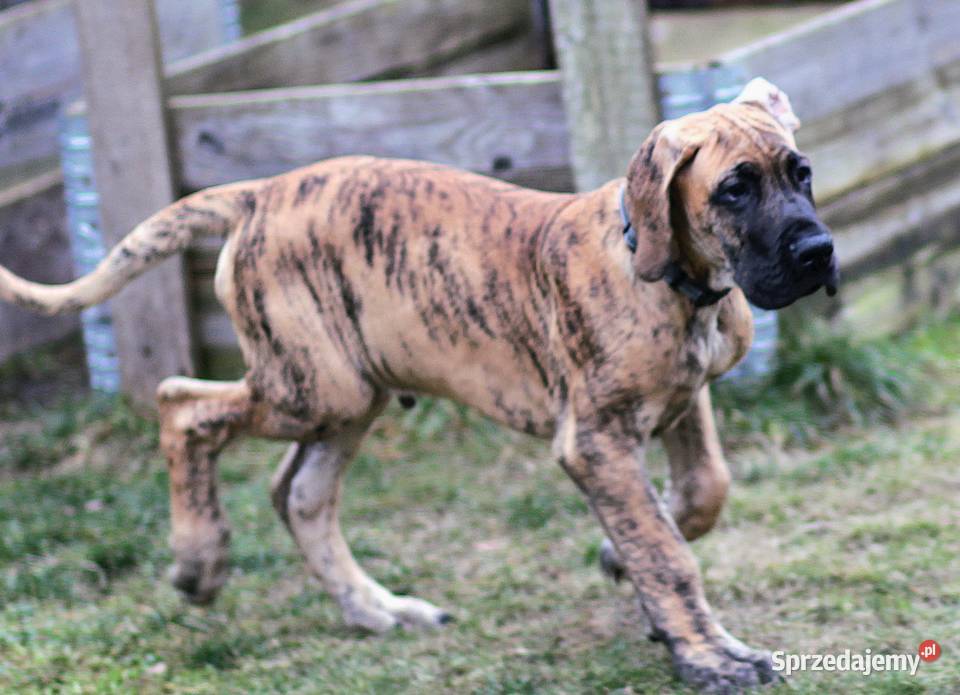 Szczeniaki Dog Niemiecki Zwierzęta warmińsko-mazurskie Olsztyn