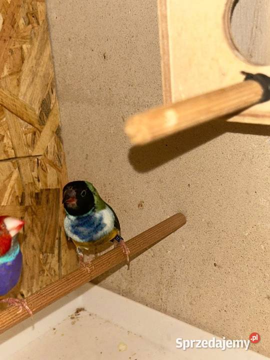 Amadyny Wspaniałe Ptaki Cianowice