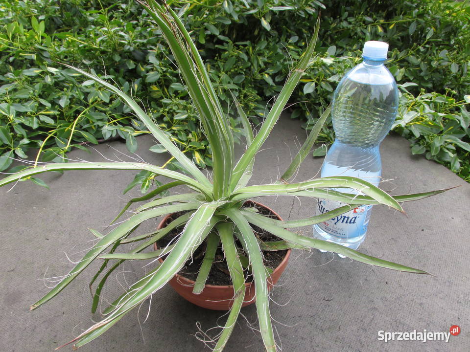 19letnia agawa agave filifera White Stripe z Kraków sprzedam