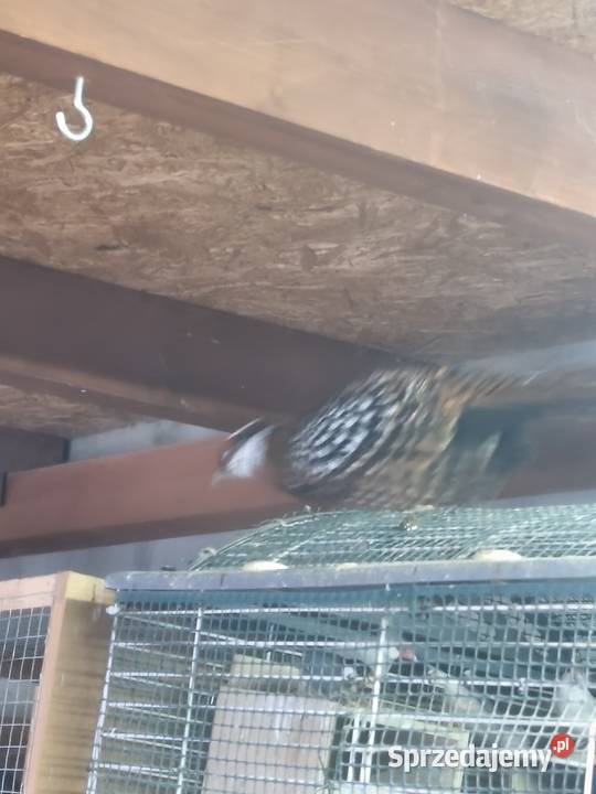 Ptaki bazanty Ptaki dolnośląskie Wrocław