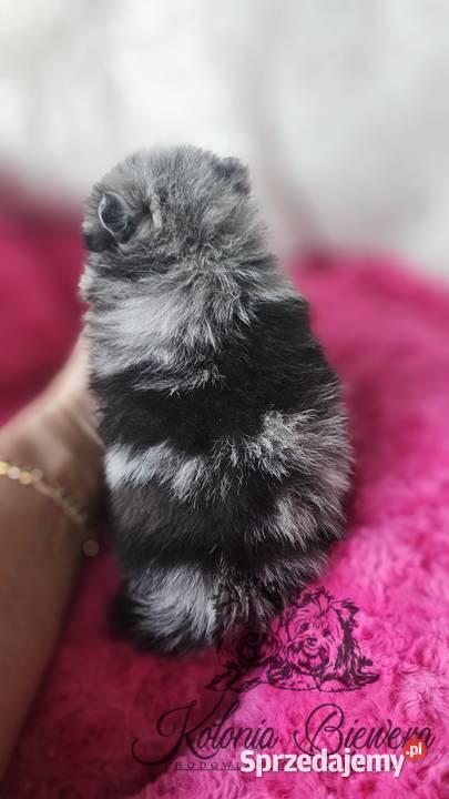 Szpic MiniaturowyPomeranian sunia Blue Merle