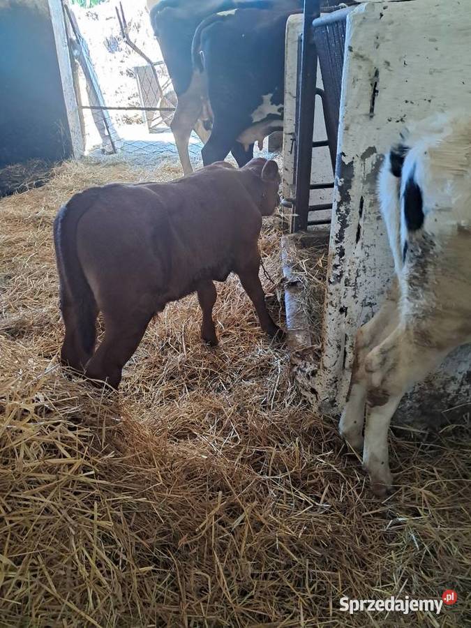 Byczek Angus typ mięsny do dalszego chowu Jędrzejów