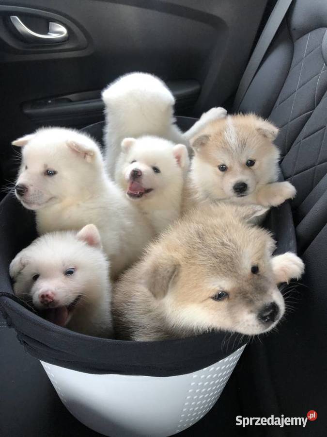 Akita Inu Japoński na sprzedaż Szczecin