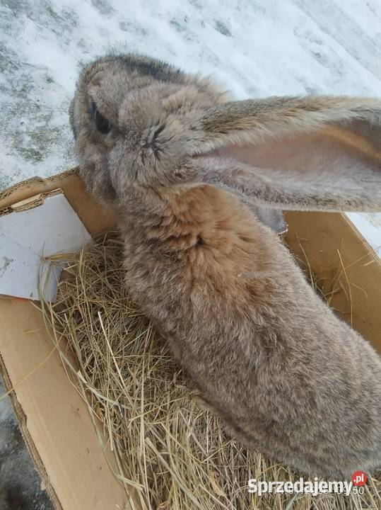Królik samiec Szubin