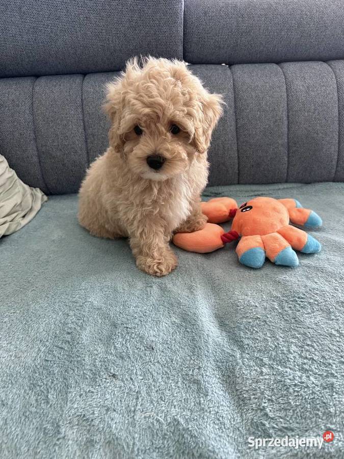 Maltipoo F1 ostatni chlopczyk Świeca