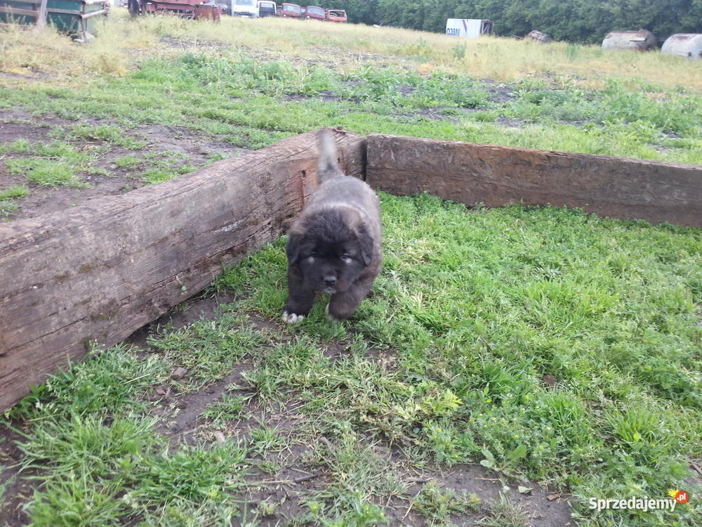 Owczarek Kaukaski kujawsko-pomorskie