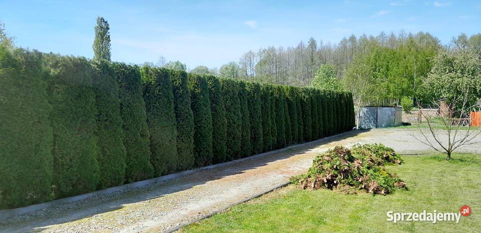 Tuje drzewa krzewy Pozostałe Kraśnik sprzedam