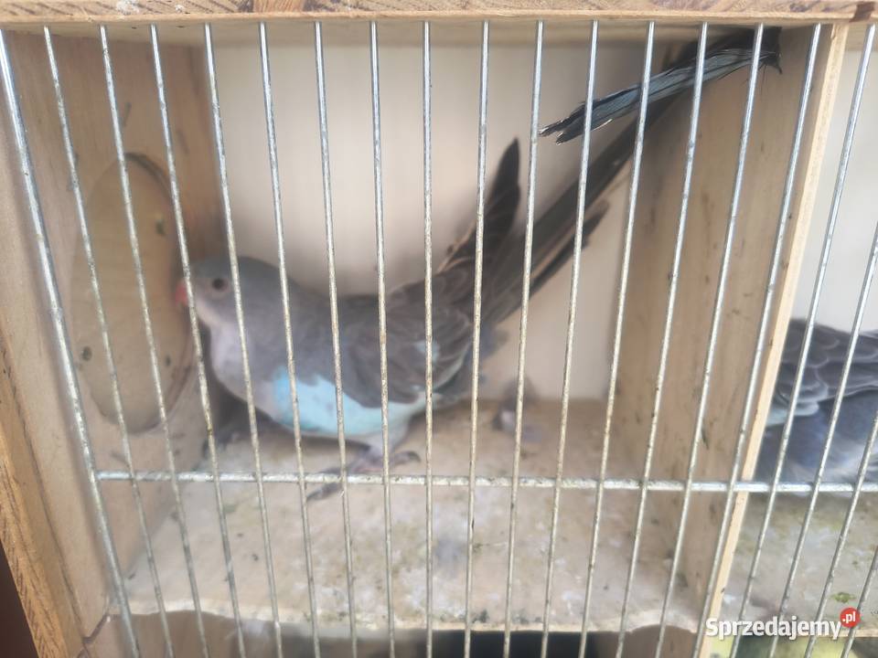 Papugi różnych gatunków Jaworowa