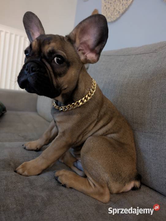 Buldog francuski chłopiec