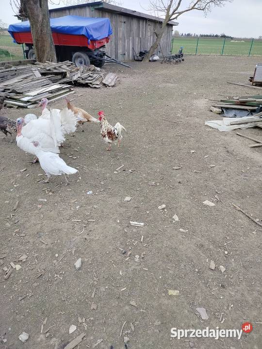 Indyki i koguty Łęczna