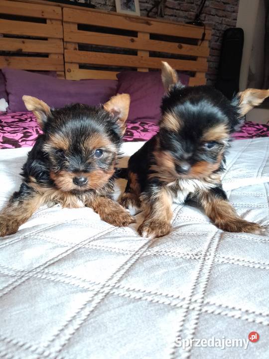 Sprzedam York shire Terrier