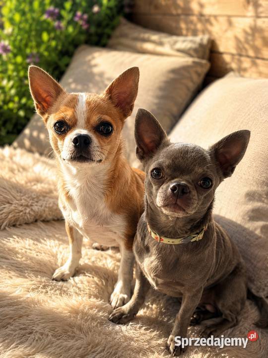 Pies Chihuahua liliowy badania DNA zdrowy 2 lata łódzkie Bełchatów