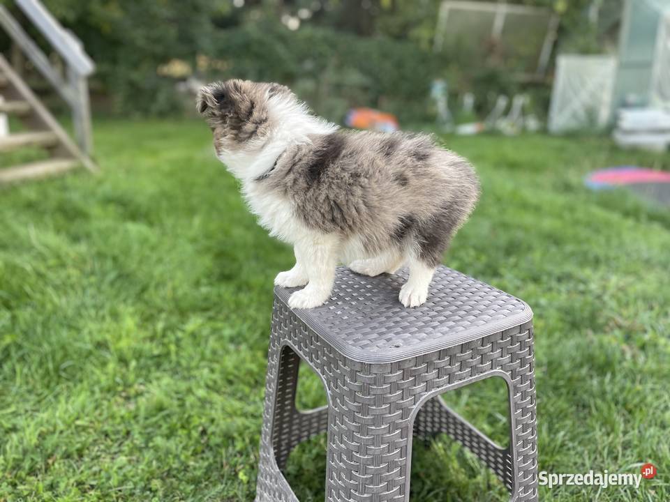 Border collie samiec piesek merle