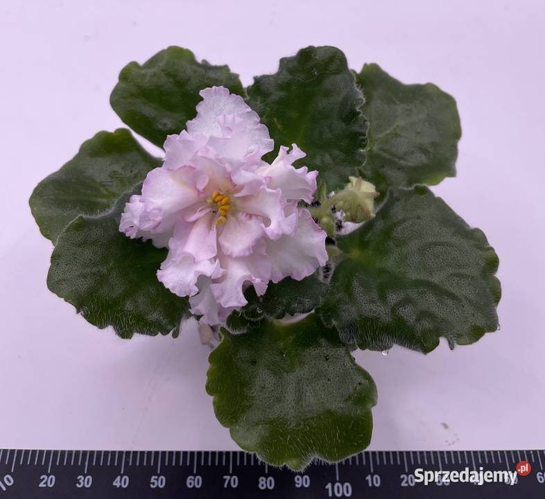 Fiołek afrykański kwitnąca sadzonka świętokrzyskie Jędrzejów