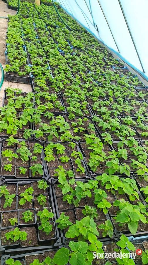 Paulownia shan tong drzewo tlenowe szybko lubelskie Łopiennik Górny