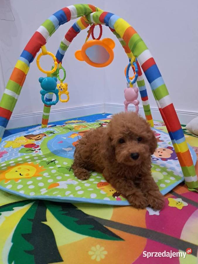 szczenięta pudel toy red płowy z rodowodem FCI Gdańsk sprzedam