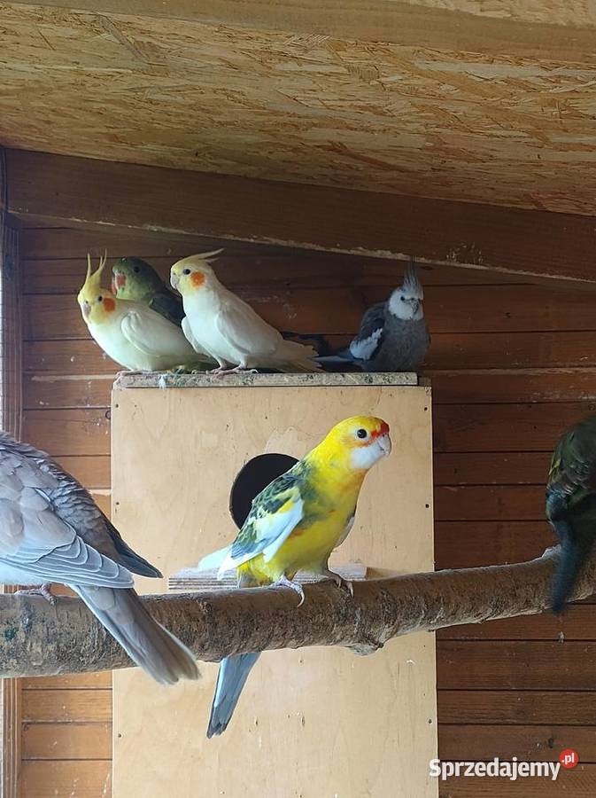 Papugi egzotyczne Ptaki Sobków sprzedam