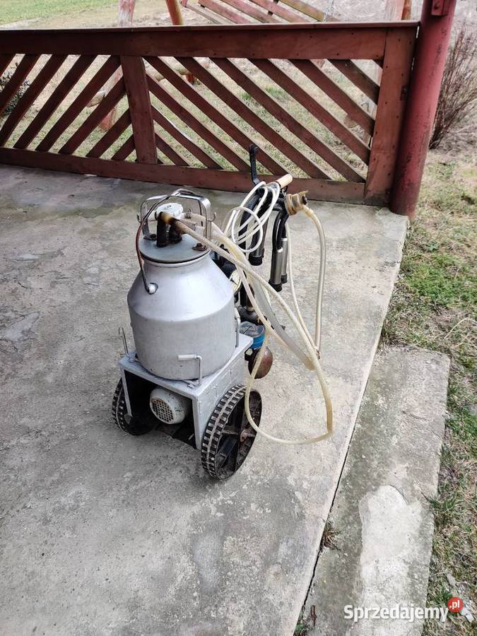 Dojarka konwiowa Morzyczyn