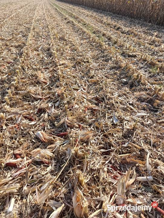 Przystawka do kukurydzy Proszowice