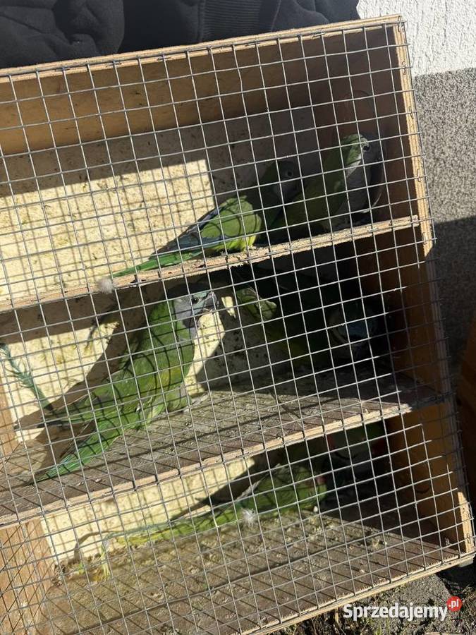 Sprzedam papugi różne gatunki a dobrych cenach małopolskie Wieliczka sprzedam