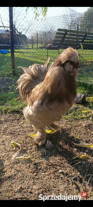 Kogut silka Zdzieszowice