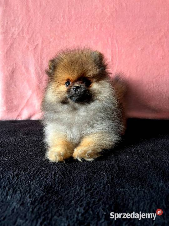Szpic miniaturowy Pomeranian suczka ORANGE SABLE Łódź