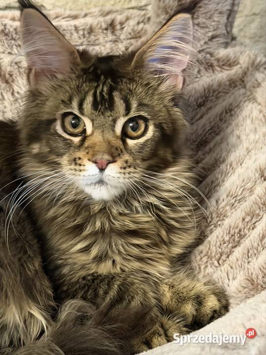 Maine Coon kocurek 4 miesiące kastrat Góra Kalwaria