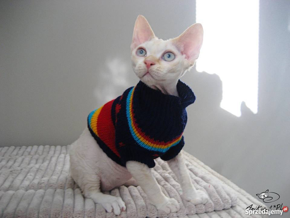 DEVON REX kocurek CHAMPIONACH