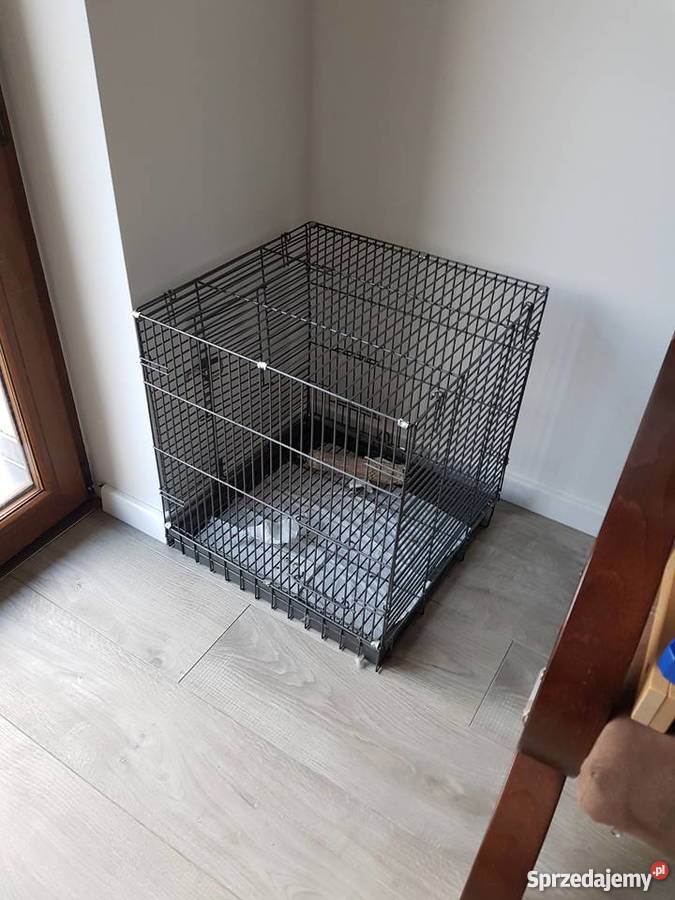 Czesio gadająca Amazonka Niebieskoczelna Mikołów sprzedam