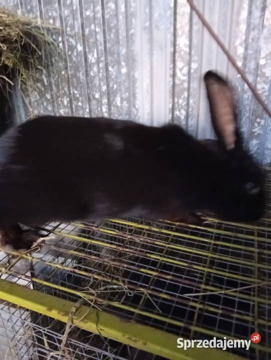 Sprzedam króliki Niemstów