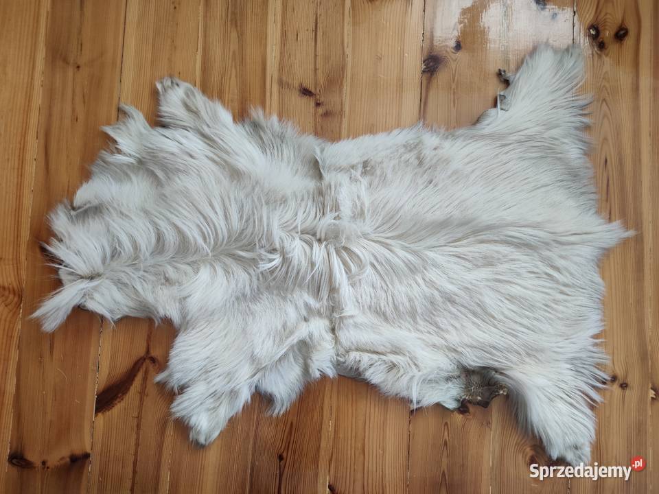 Skóra z kozy kozła Zamość