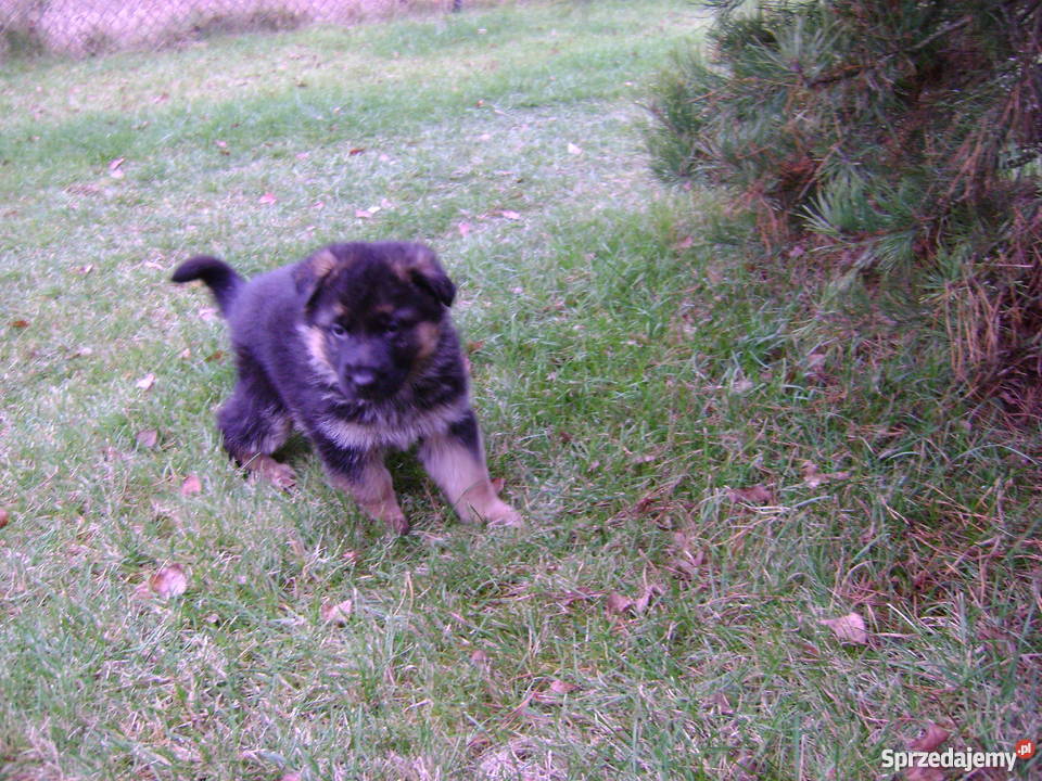 Sprzedam szczeniaki owczarka niemieckiego Olsztyn sprzedam