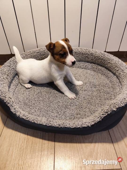 Jack Russell terrier Jack Russell Terrier Piątek