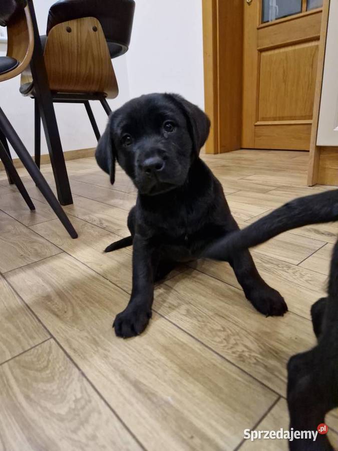 Labrador Retriever suczka gotowa do odbioru wielkopolskie Gostyń
