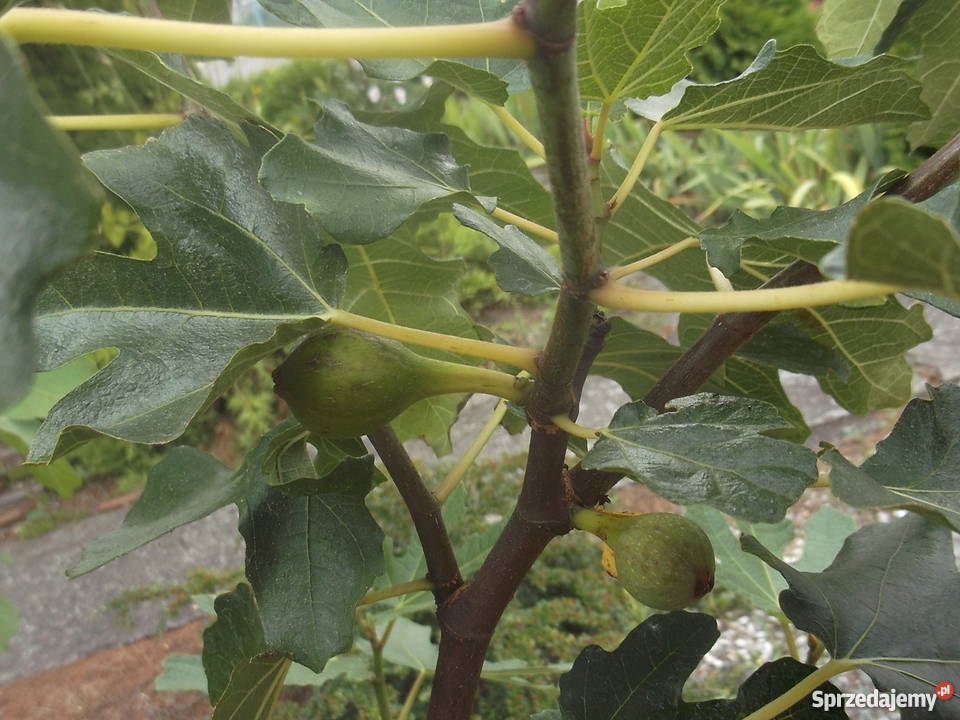 Figowiec północny Peretta MROZOODPORNY figa Zator