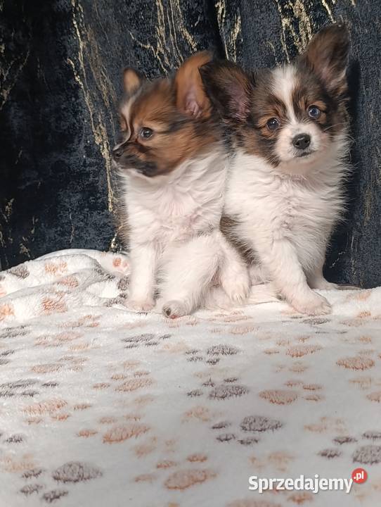 Papillon Spaniel Kontynentalny świętokrzyskie sprzedam