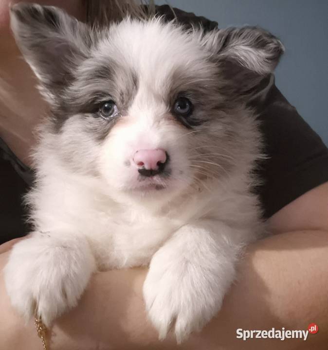 Border collie szczenieta GOTOWE DO ODBIORU Łobżenica sprzedam