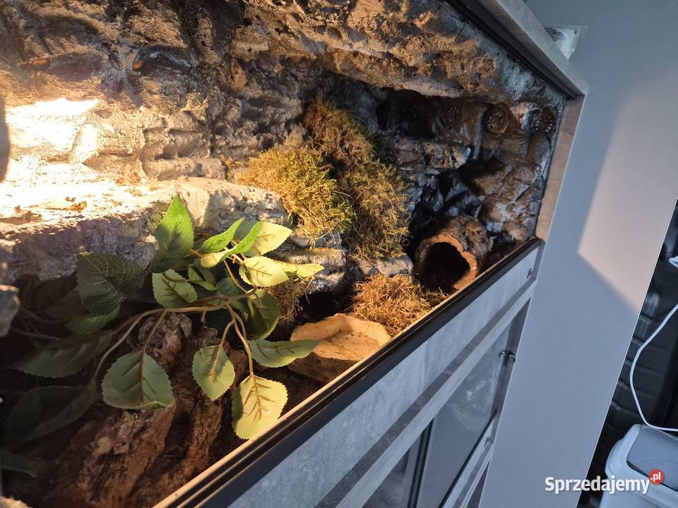 Terraria plyta meblowa diversa Gady i płazy Sędziszów