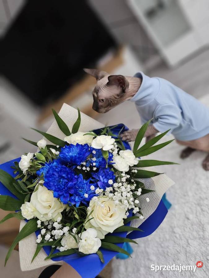 Kociak 5msc z rodowodem Zwierzęta